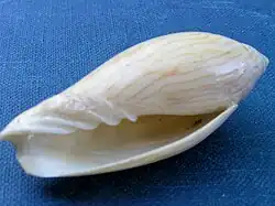 Amoria turneri.