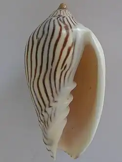 Amoria zebra.