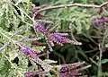 Floraison.