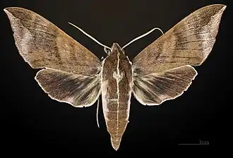 Face dorsale du mâle MHNT