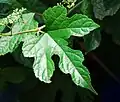 Feuille découpée et cyme corymbiforme