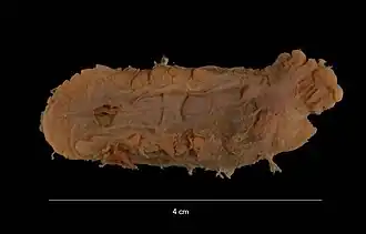 Amperima robusta (spécimen de muséum).