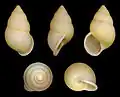 Amphidromus atricallosus leucoxanthus
