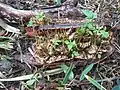 Plantule germant sur un fruit ouvert d’Amphilophium crucigerum.