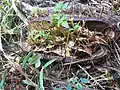 Plantule germant sur un fruit ouvert d’Amphilophium crucigerum.