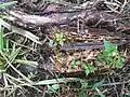 Plantule germant sur un fruit ouvert d’Amphilophium crucigerum.