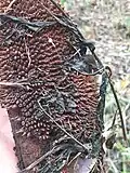 Surface d'un fruit d’Amphilophium crucigerum.