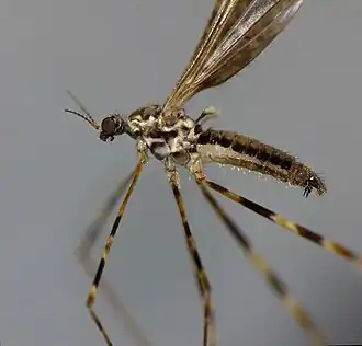 Description de l'image Amphineurus hudsoni 57199186.jpg.
