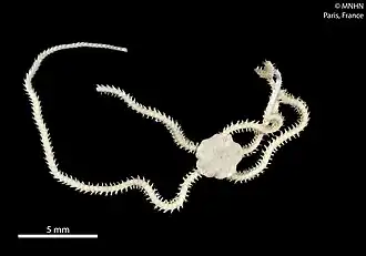 Amphioplus thomassini