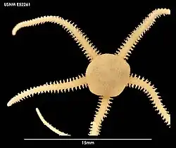 Amphioplus affinis