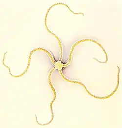 Amphioplus didymus