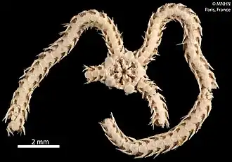 Amphioplus heptagonus