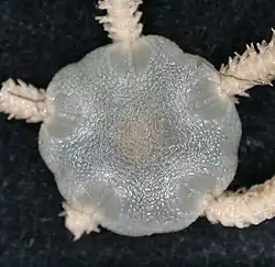 Amphioplus verrilli