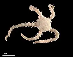 Amphipholis squamata
