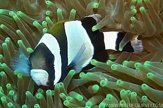 Description de l'image Amphiprion latezonatus, Norfolk.jpg.