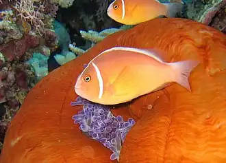 Amphiprion perideraion