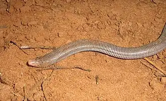 Description de l'image Amphisbaena mertensii.jpg.