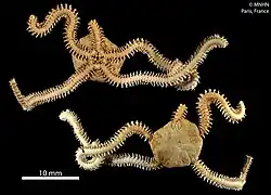 Amphiura callida