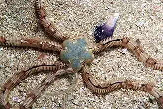 Amphiura capensis