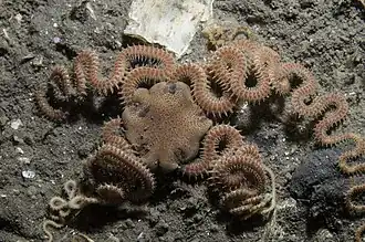 Amphiura chiajei