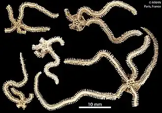 Amphiura commutata