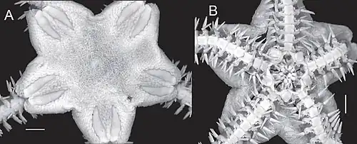 Amphiura complanata