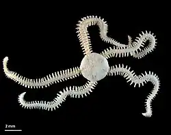 Amphiura constricta