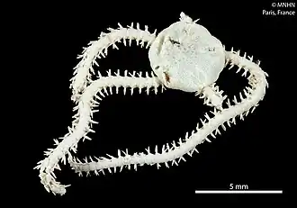 Amphiura delamarei