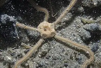 Amphiura filiformis