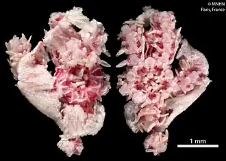 Amphiura madecassae