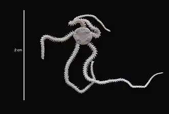 Amphiura microplax