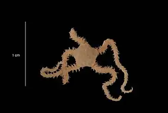 Amphiura protecta