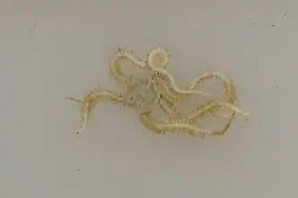 Amphiura pusilla
