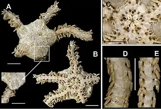 Amphiura stimpsonii