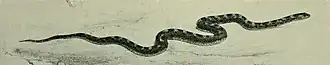 Description de l'image Amplorhinus multimaculatus.jpg.