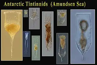 Tintinnides d'Antarctique.