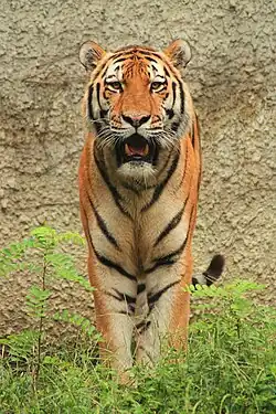 Tigre de l'Amour