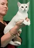 Chat blanc avec des poils ombrés de brun clair tenu à bout de bras.