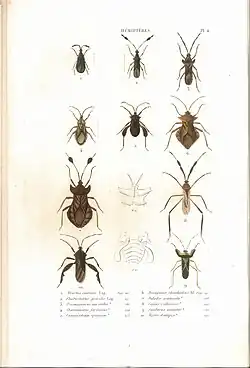 Planche 4 de l'ouvrage de C.J.-B. Amyot et J. G. Audinet-Serville (1843). Histoire naturelle des insectes. Hémiptères. Paris, Librairie encyclopédique de Roret.