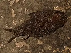 Amyzon hunanensis