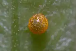 Photo d'un oeuf orange sur une feuille. Sa surface n'est pas lisse.