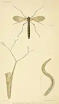 Arachnocampa Luminosa (imago, nymphe et larves)