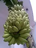 Une grappe entière de plantains.