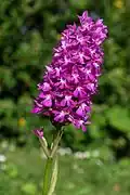 Anacamptis pyramidalis - France.