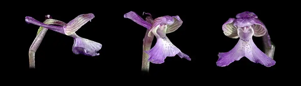 Fleur de l'orchis bouffon.