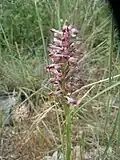 Sous-espèce fragrans en Grèce.