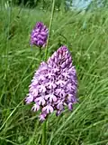 Anacamptis pyramidalis - Blaye, France, floraison en mai, en épi dense.