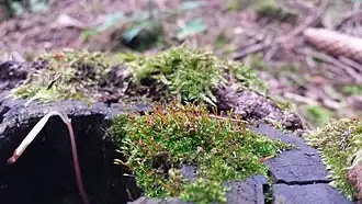 Description de l'image Anacamptodon splachnoides 2.jpg.