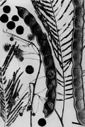 Détail des feuilles et graines.