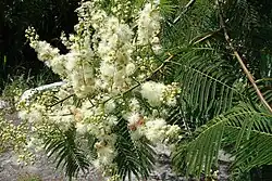 Inflorescence.